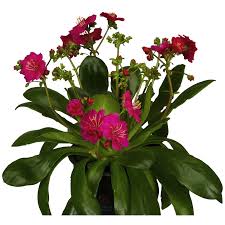 Image result for Bitterwurz