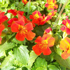 Image result for Mimulus x hybrida