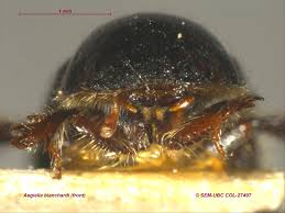 Attēlu rezultāti vaicājumam “Aegialia arenaria”