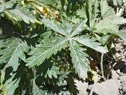 Attēlu rezultāti vaicājumam “Potentilla argentea leaf”