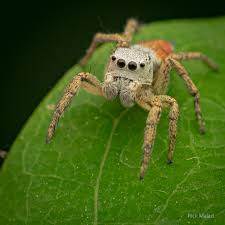 Image result for spider