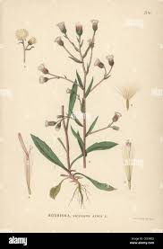 Attēlu rezultāti vaicājumam “Erigeron acris”