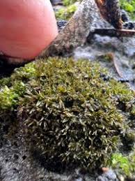 Attēlu rezultāti vaicājumam “Fossombronia wondraczekii”