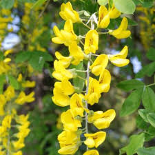 Attēlu rezultāti vaicājumam “Laburnum alpinum leaf”