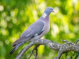 Attēlu rezultāti vaicājumam “Columba palumbus”