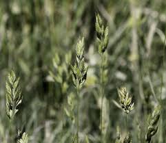 Attēlu rezultāti vaicājumam “Bromus hordeaceus subsp. hordaceus”