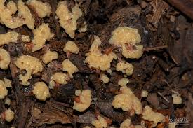 Attēlu rezultāti vaicājumam “Fuligo gyrosa plasmodium”