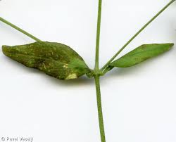Attēlu rezultāti vaicājumam “Silene baccifera leaf”