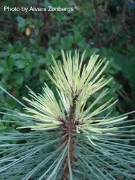Attēlu rezultāti vaicājumam “Pinus nigra”