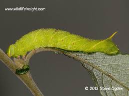 Attēlu rezultāti vaicājumam “Laothoe populi larva”