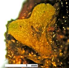 Attēlu rezultāti vaicājumam “Riccia glauca”