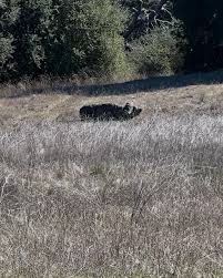 Image result for Panther Bowhunters Field Archery Club