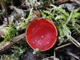 Attēlu rezultāti vaicājumam “Sarcoscypha austriaca”