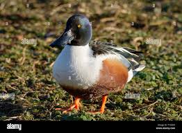 Attēlu rezultāti vaicājumam “Anas clypeata male”