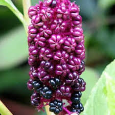 Attēlu rezultāti vaicājumam “Phytolacca acinosa flower”