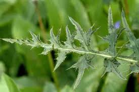 Attēlu rezultāti vaicājumam “Cirsium palustre”