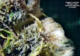 Attēlu rezultāti vaicājumam “Peltigera extenuata”