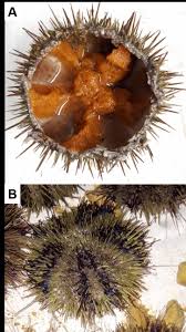 Image result for Strongylocentrotus droebachiensis