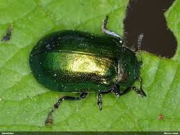 Attēlu rezultāti vaicājumam “Linaeidea aenea”