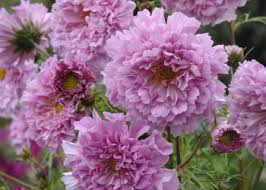 Image result for Cosmos bipinnatus `Double Click`