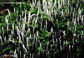 Attēlu rezultāti vaicājumam “Eocronartium muscicola”