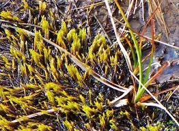 Attēlu rezultāti vaicājumam “Straminergon stramineum”