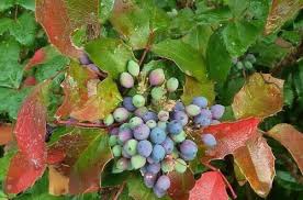 Attēlu rezultāti vaicājumam “Mahonia aquifolium fruit”