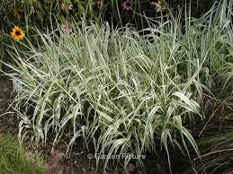 Attēlu rezultāti vaicājumam “Glyceria maxima”