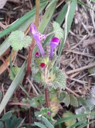 Attēlu rezultāti vaicājumam “Lamium amplexicaule”