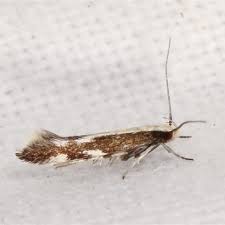 Attēlu rezultāti vaicājumam “Elachistidae”