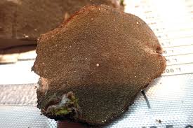 Attēlu rezultāti vaicājumam “Phellinus tremulae”