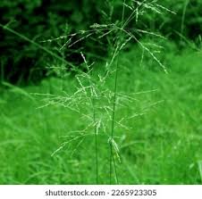 Attēlu rezultāti vaicājumam “Glyceria striata”