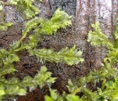 Attēlu rezultāti vaicājumam “Lophocolea minor”