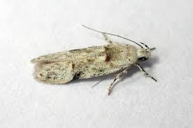 Attēlu rezultāti vaicājumam “Carpatolechia alburnella”