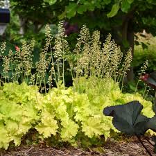 Image result for Heuchera `Swirling Fantasy`