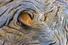 Attēlu rezultāti vaicājumam “Troglodytes troglodytes nest”