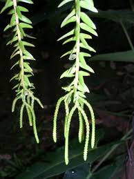 Attēlu rezultāti vaicājumam “Lycopodiaceae”