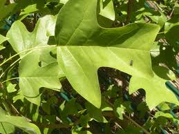 Attēlu rezultāti vaicājumam “Liriodendron tulipifera leaf”