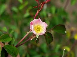 Attēlu rezultāti vaicājumam “Rosa subcanina”