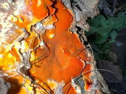 Attēlu rezultāti vaicājumam “Ceriporia”