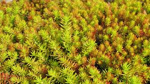 Attēlu rezultāti vaicājumam “Sedum rupestre”