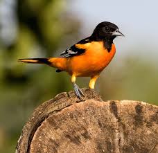 Image result for Icterus galbula