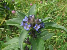 Attēlu rezultāti vaicājumam “Gentiana cruciata flower”