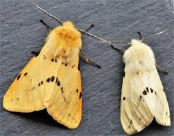 Attēlu rezultāti vaicājumam “Spilosoma lutea”