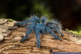 Attēlu rezultāti vaicājumam “Badhamia versicolor”