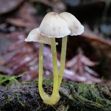 Attēlu rezultāti vaicājumam “Mycena epipterygia”