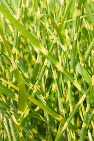 Image result for Miscanthus sinensis Zebrina