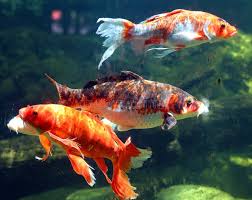 Image result for Cyprinus rubrofuscus