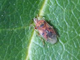 Attēlu rezultāti vaicājumam “Kleidocerys resedae imago”