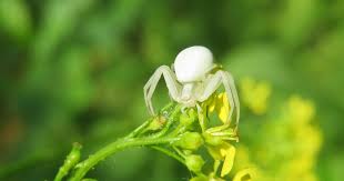Image result for crab spider